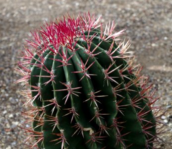 Ferocactus pilosus - Kew Gardens