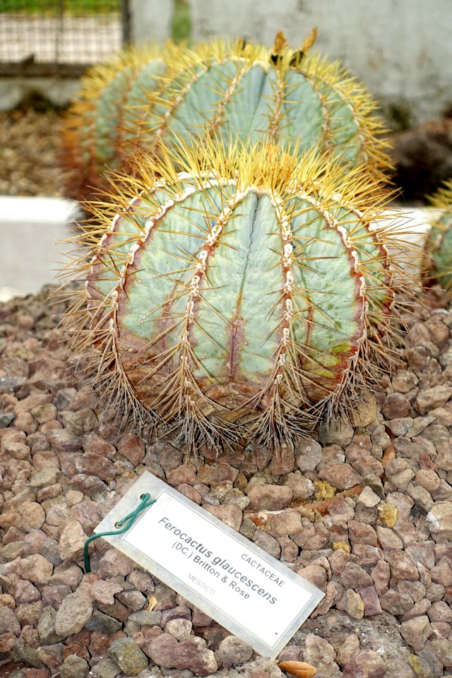 Ferocactus glaucescens - Orto botanico - Rome, Italy - DSC00069