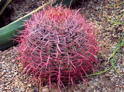 Ferocactus cylindraceus, Phipps Conservatory, 2015-10-01, 01