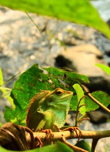 Wildlife green tropical