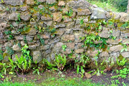 Ferns and ivy - Torrecchia Vecchia - Cisterna di Latina, Italy - DSC03323