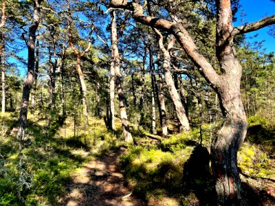 Femöre naturreservat rundslinga