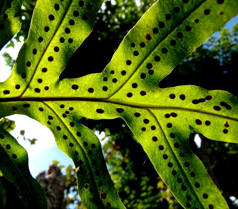Ferns serres du Jardin du Luxembourg 2