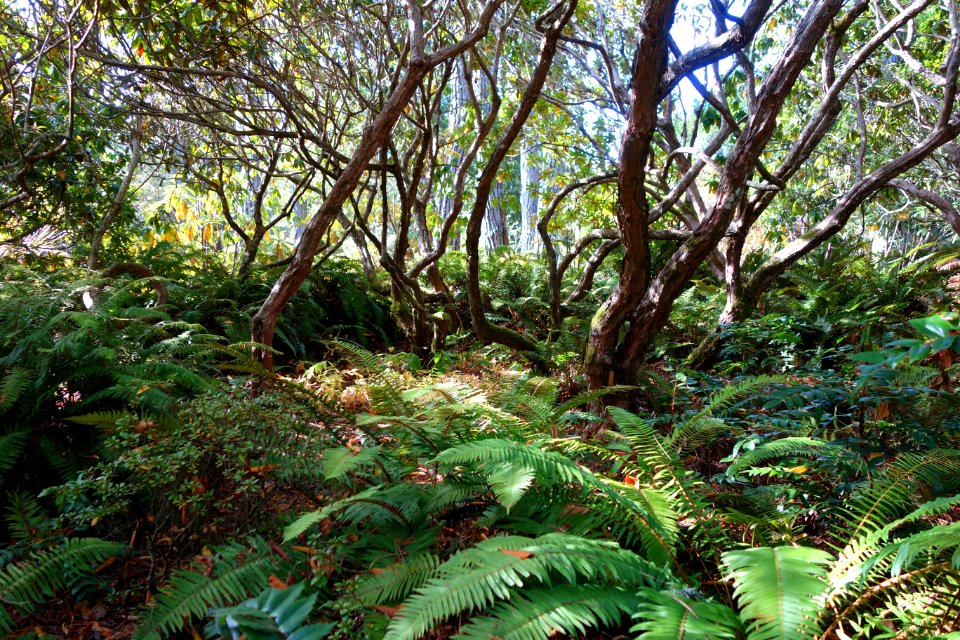 Ferns - Mendocino Coast Botanical Gardens - DSC02099