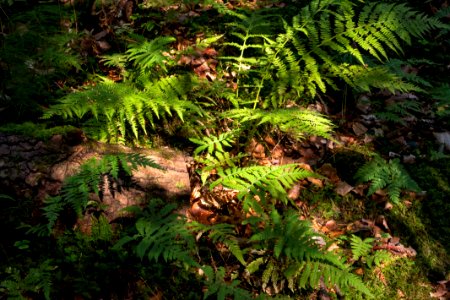 Ferns at the bottom of Gullmarsskogen ravine 1