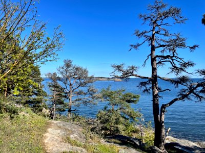 Femöre naturreservat träd