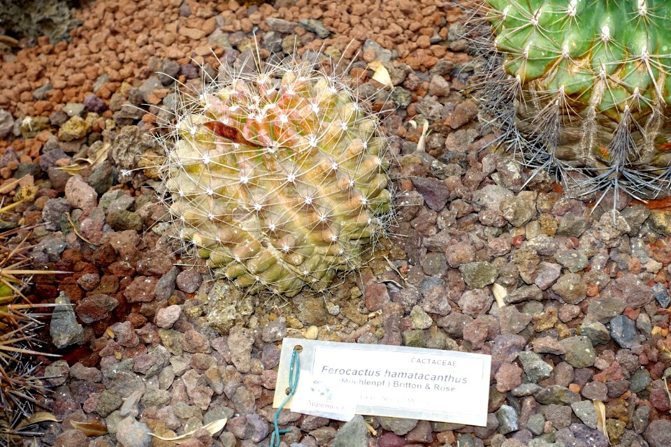 Ferocactus hamatacanthus - Orto botanico - Rome, Italy - DSC00078
