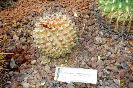 Ferocactus hamatacanthus - Orto botanico - Rome, Italy - DSC00078