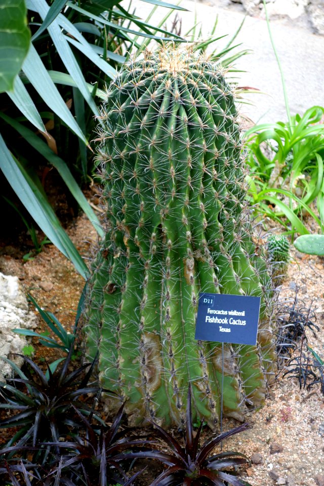 Ferocactus wislizeni - Krohn Conservatory - DSC03533
