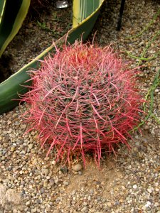 Ferocactus cylindraceus, Phipps Conservatory, 2015-10-01, 04