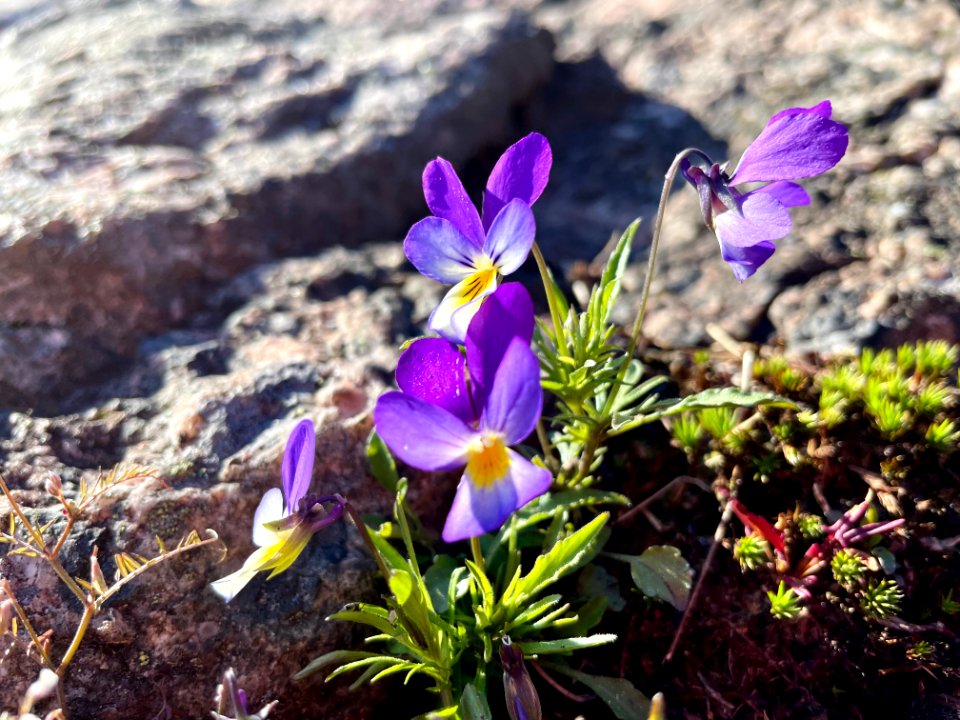 Femöre naturreservat Viola tricolor