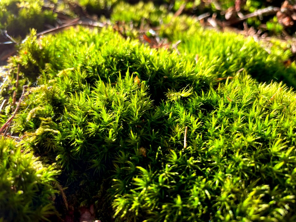 Femöre naturreservat mossa