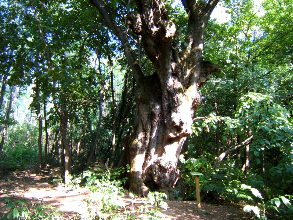 Felsőmocsoládi öreg hárs 2012