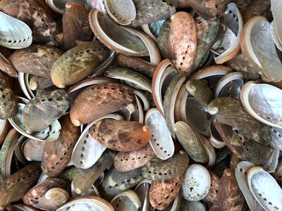 Mussel shells flotsam vacations