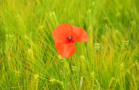 Klatschmohn barley cereals