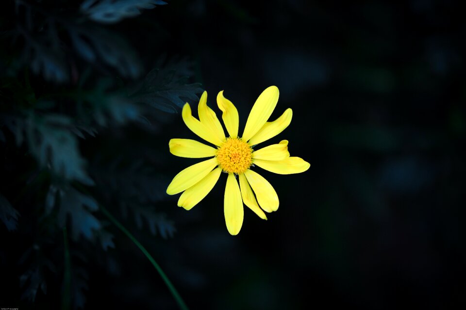 Yellow floral petal