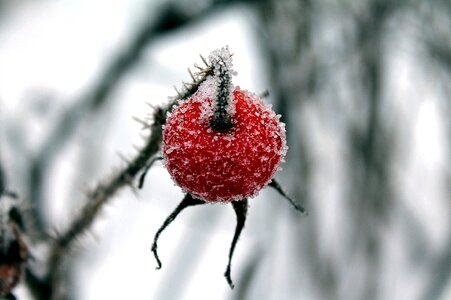 Rose hips ice crystals red berries photo