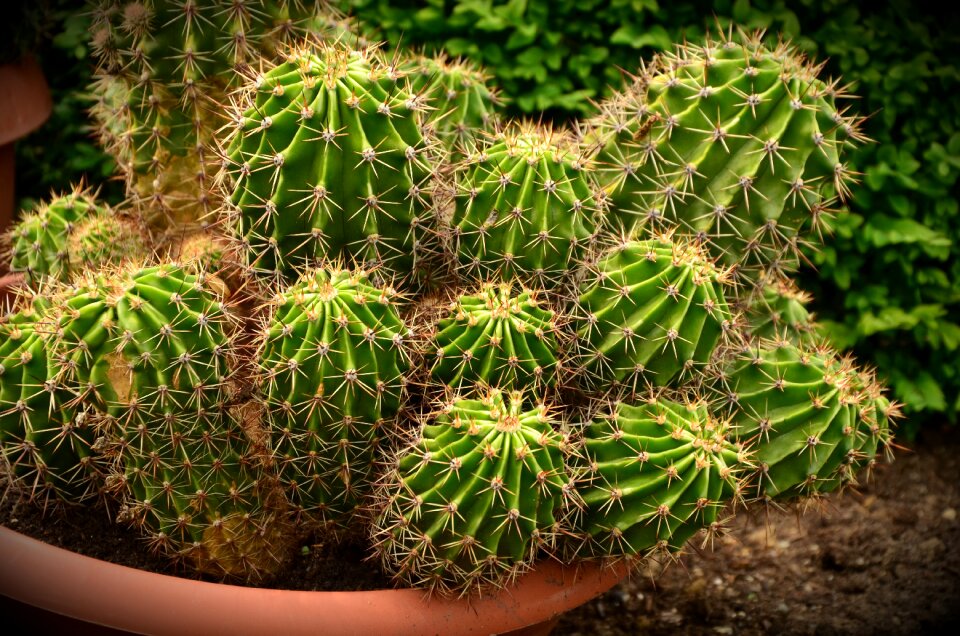 Plant cactaceae sting
