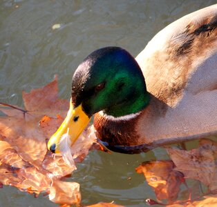 Duck water animals