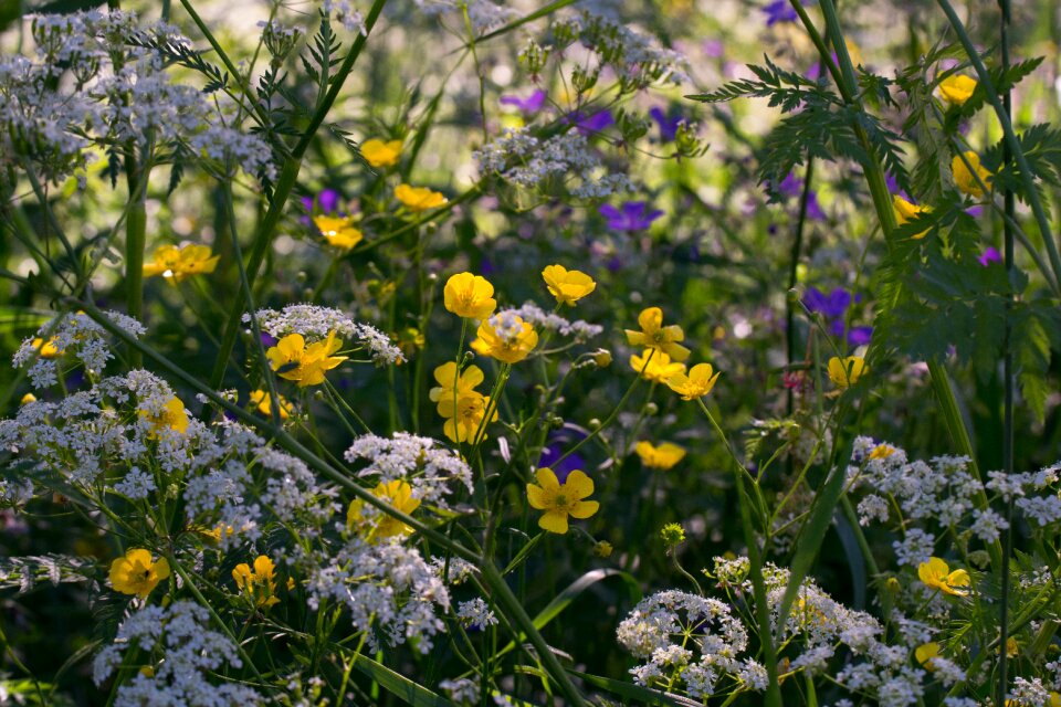 Summer meadow flower buttercup