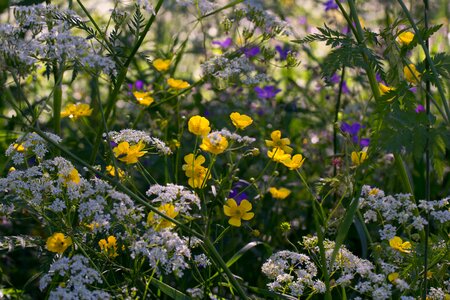 Summer meadow flower buttercup photo