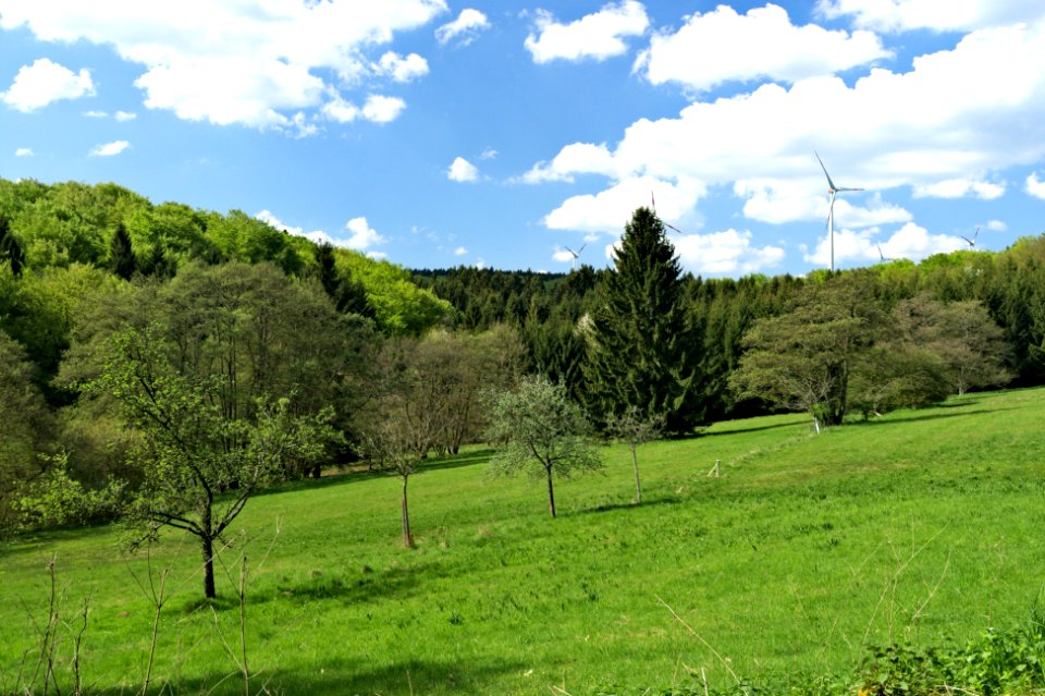 FFH Unterwesterwald bei Herschbach