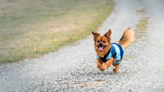 Walk small dog photo