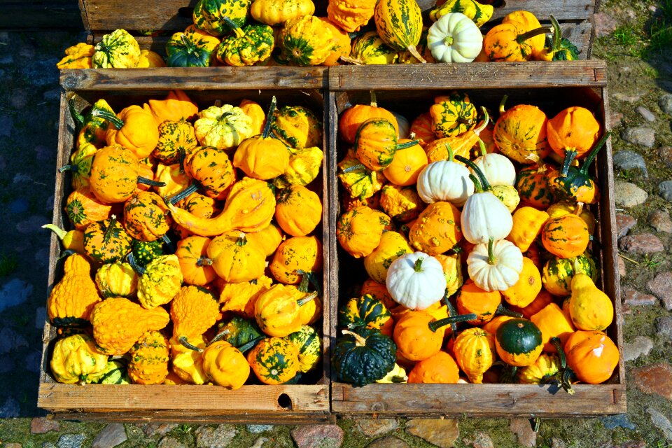 Decoration benefit from pumpkin yard cordes