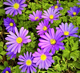 Flower hahnenfußgewächs blue-violet flowers photo