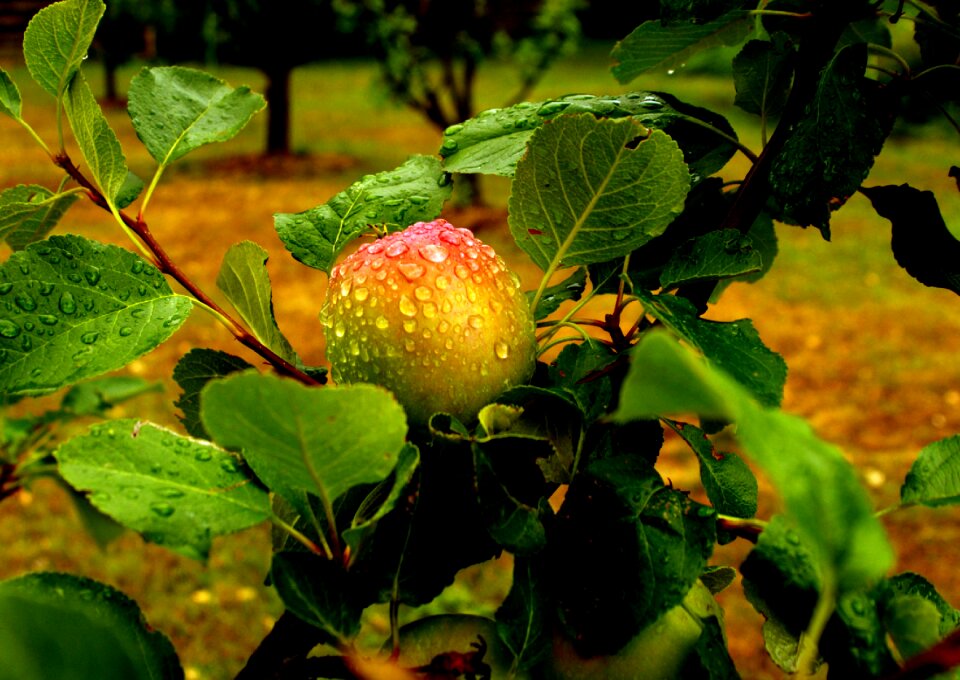 Fruit rain drop of rain
