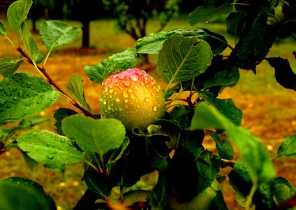 Fruit rain drop of rain photo