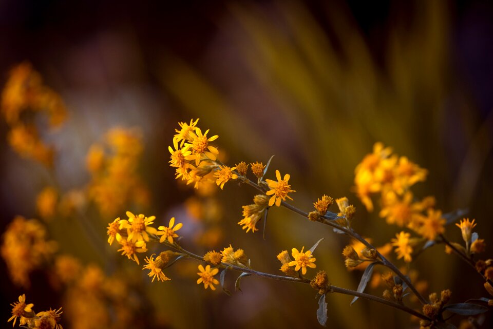 Flowers yellow flowers plant