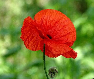 Red nature red poppy photo