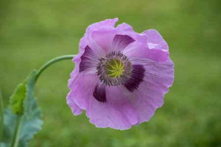 Bloom pink plant photo