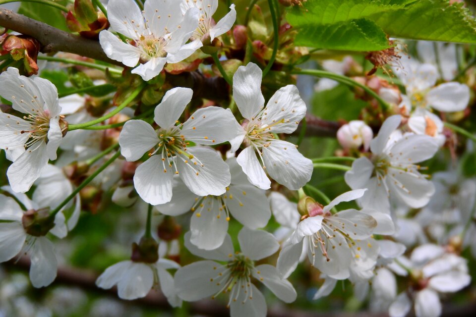 White flower white flowers blossoming cherry