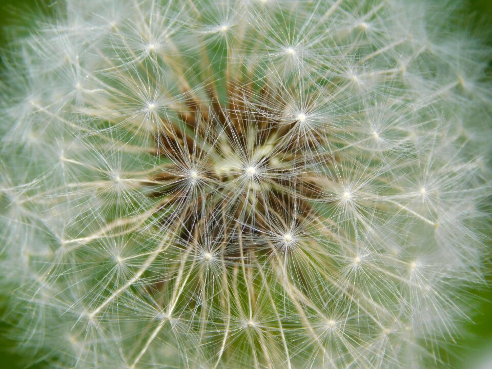 Flower nature green