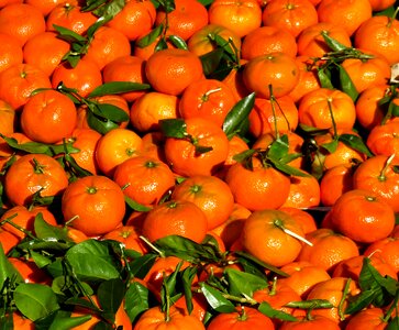 Juice oranges market