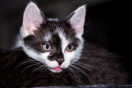 Young cat cat snuggle photo