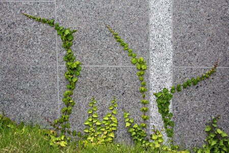 Nature plants green