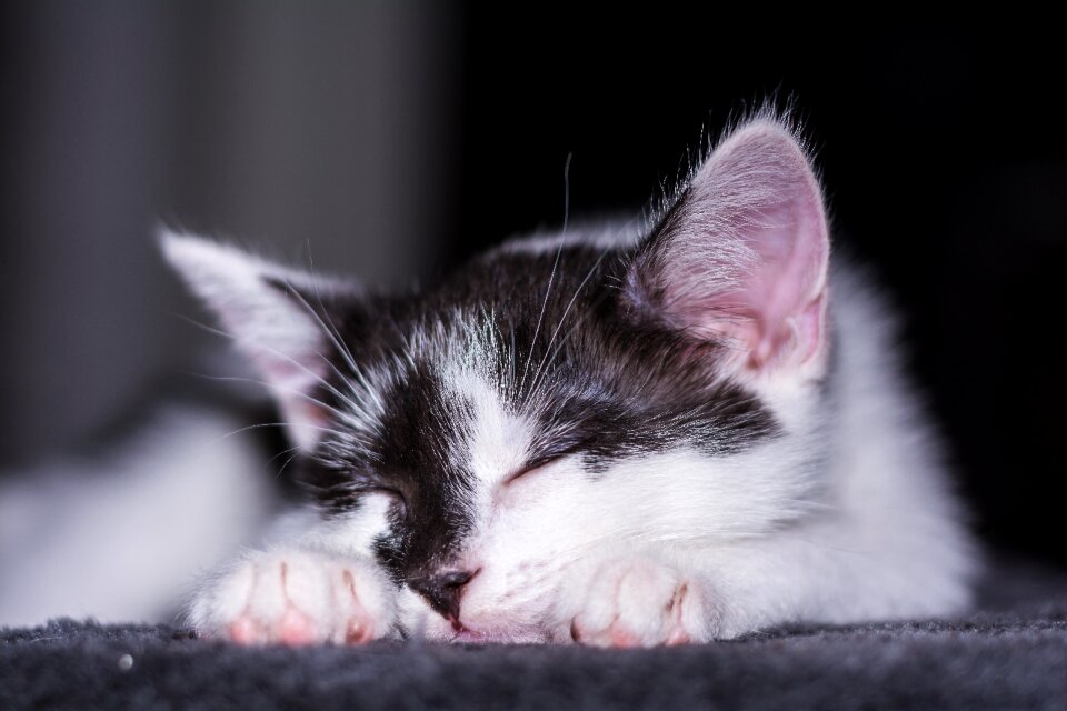 Young cat cat snuggle