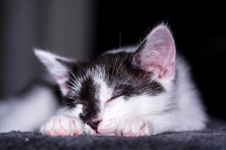 Young cat cat snuggle photo