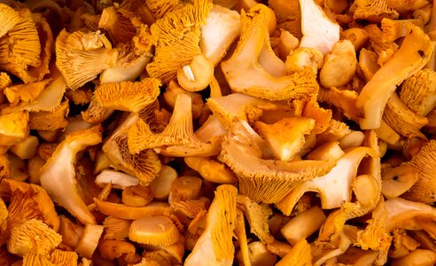 Eat forest mushroom picking photo