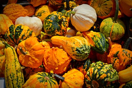 Decoration benefit from pumpkin yard cordes