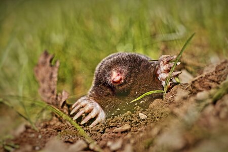 Meadow molehill blind