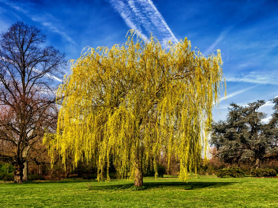 Meadow spring green