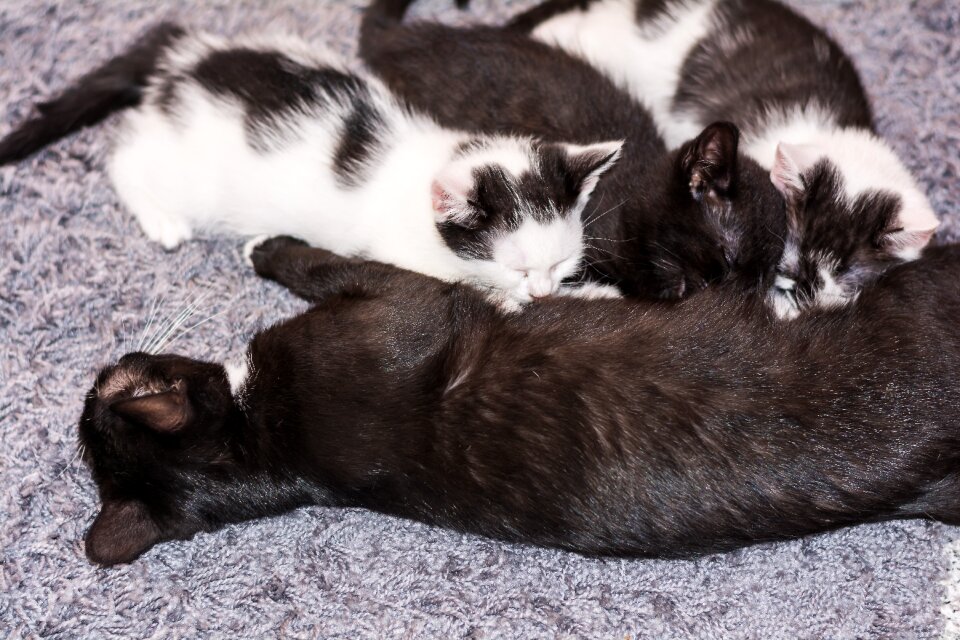 Young cat cat snuggle photo