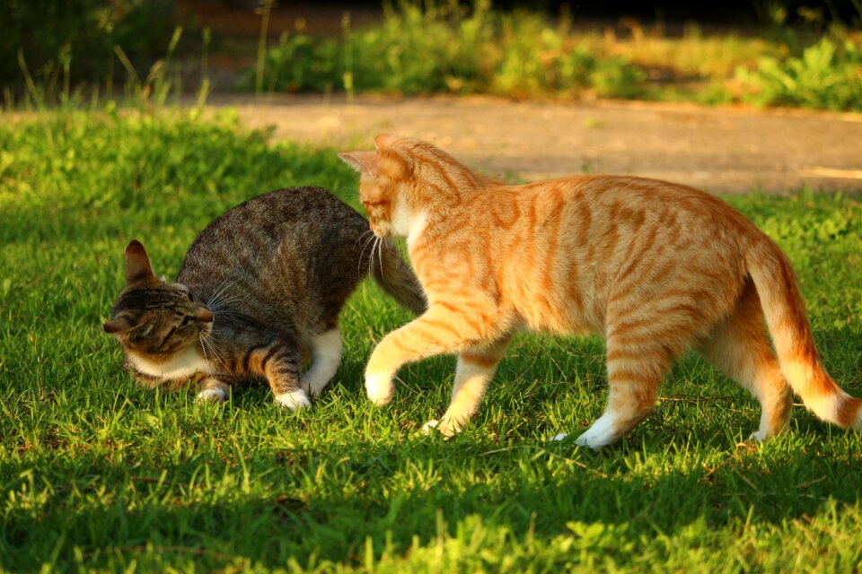 Mackerel red cat domestic cat