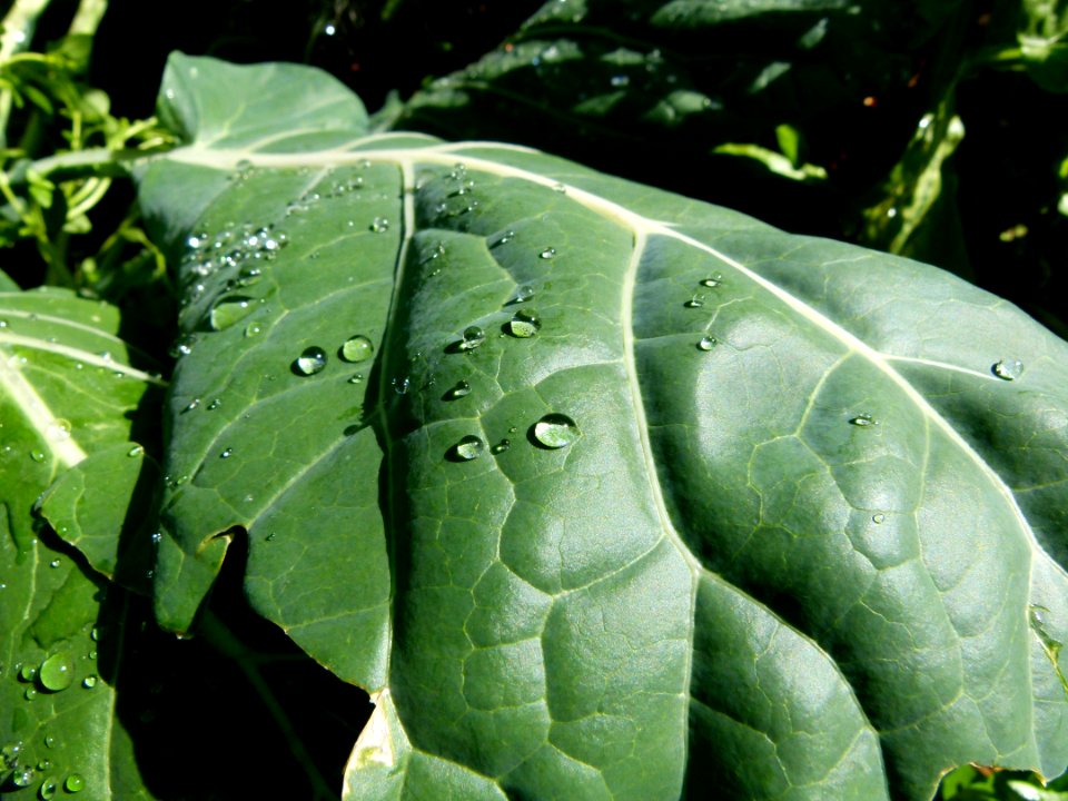 Feuille de chou avec des gouttes d'eau