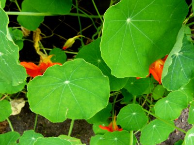 Feuilles de capucines