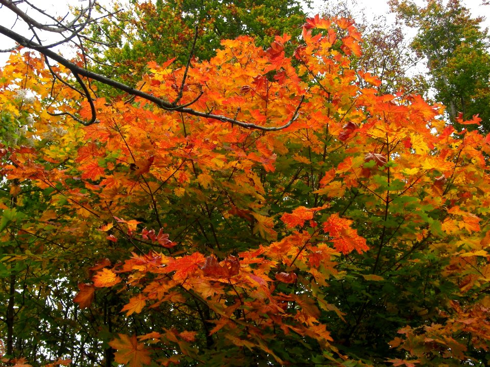 Feuilles en automne à Paris